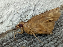 Erionota thrax