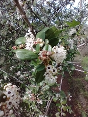 Ceanothus megacarpus