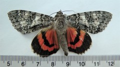 Catocala semirelicta