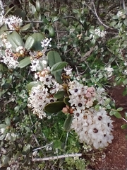 Ceanothus megacarpus