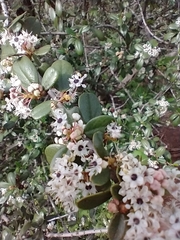 Ceanothus megacarpus