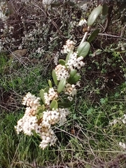 Ceanothus megacarpus