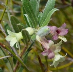 Billardiera sericophora