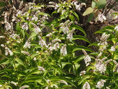 Veronica derwentiana