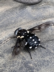 Triclista guttata
