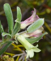 Billardiera sericophora