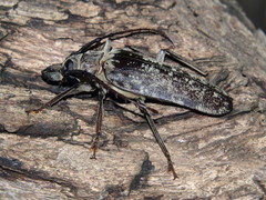 Tithoes frontalis