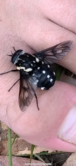 Triclista guttata