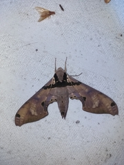 Adhemarius gannascus