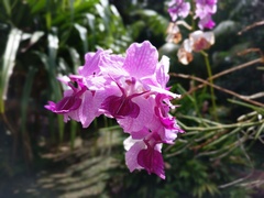 Papilionanthe