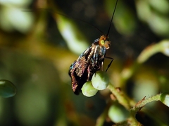 Nemophora sparsella