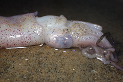 Doryteuthis opalescens