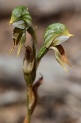 Pterostylis pusilla