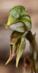 Pterostylis pusilla
