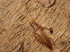 Thelyphassa brouni