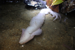 Doryteuthis opalescens