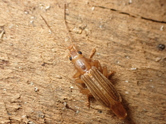 Thelyphassa brouni