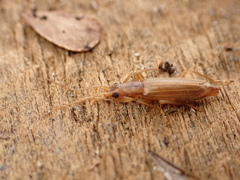 Thelyphassa brouni