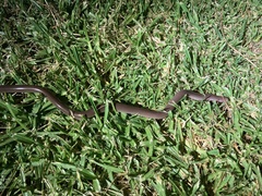 Afrotyphlops bibronii