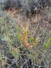 Cuscuta californica