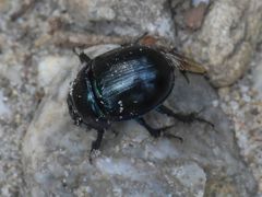 Anoplotrupes stercorosus