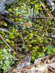 Cladonia didyma