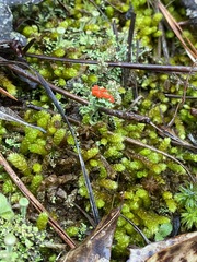 Cladonia didyma
