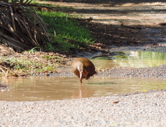 Gallirallus sylvestris