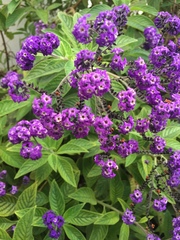 Heliotropium arborescens