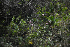 Epidendrum secundum