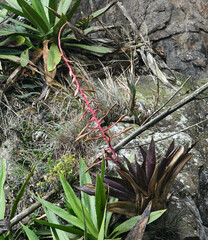 Tillandsia fendleri