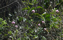 Epidendrum secundum