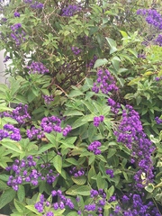 Heliotropium arborescens