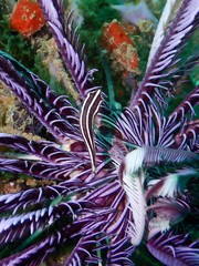 Lepadichthys lineatus