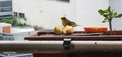 Euphonia laniirostris