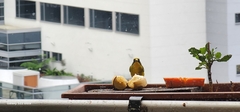 Euphonia laniirostris