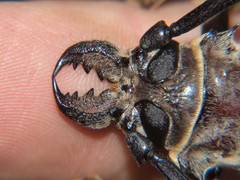 Tithoes frontalis