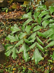 Caryota urens