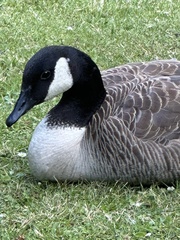 Branta canadensis maxima