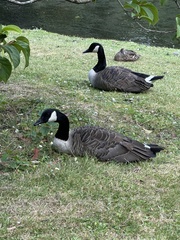 Branta canadensis maxima
