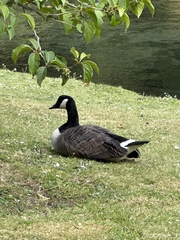 Branta canadensis maxima