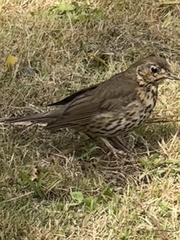 Turdus philomelos clarkei