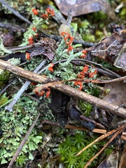 Cladonia didyma