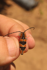 Tragocephala frenata