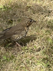Turdus philomelos clarkei