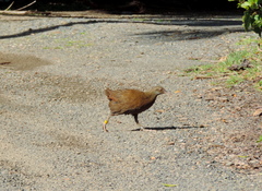Gallirallus sylvestris
