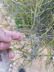 Ephedra aspera