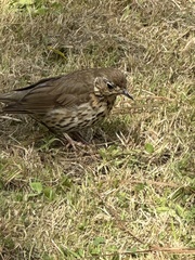 Turdus philomelos clarkei