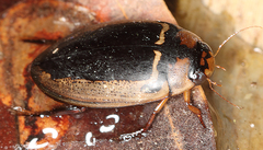 Hydaticus luczonicus