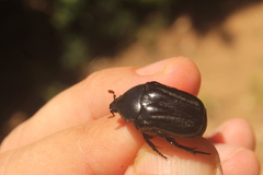 Oplostomus fuligineus
